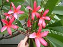 Frangipani Red_2